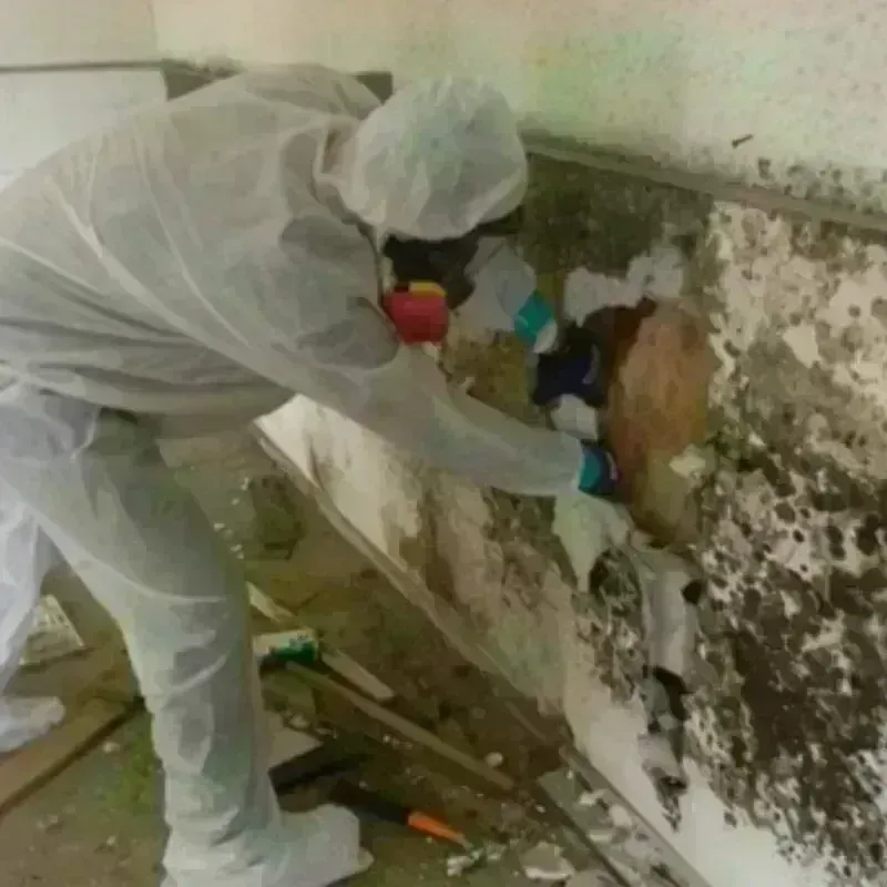 Mold Remediation and Removal in Liberal, KS